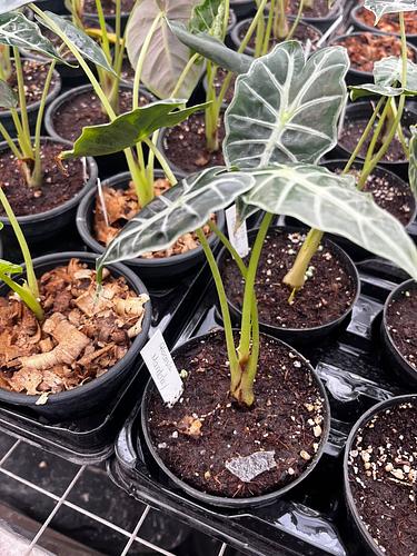 Alocasia Mandalay en Tres Valles, Veracruz