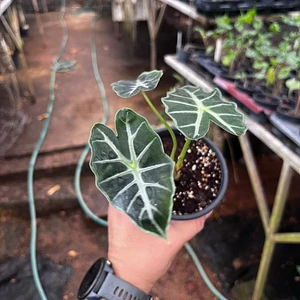 Alocasia Mandalay
