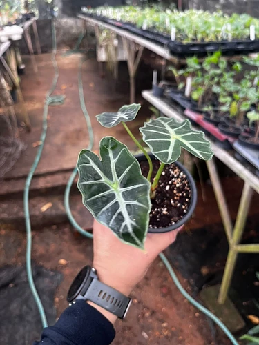 Alocasia Mandalay en Tres Valles, Veracruz