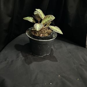 Planta de Aluminio