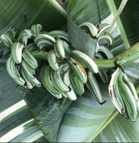 Plátano Variegado en Merida, Yucatán