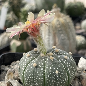 Cactus Estrella De Flor Rosa/amarilla