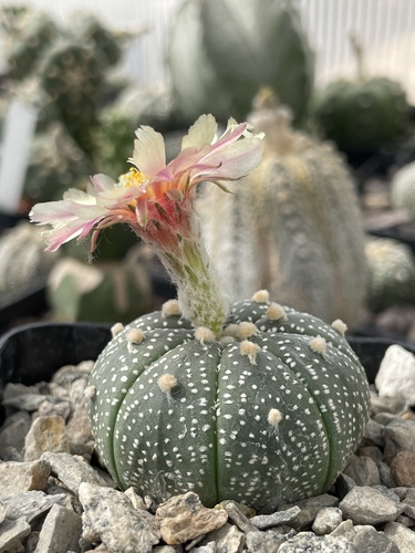 Cactus Estrella de Flor Rosa/amarilla en Guadalupe, Nuevo León