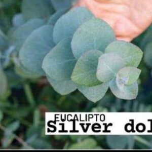 Semillas Eucalipto Silver Dolar