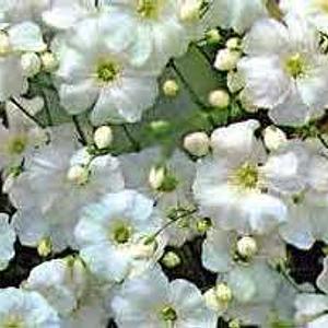 Semilla de Nube Blanca kg