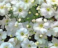 Semilla de Nube Blanca kg en San Martin Texmelucan, Puebla