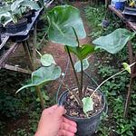 Alocasia Mantarraya