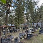 Encino Siempre Verde