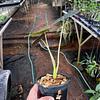 Alocasia Hueso Dorado