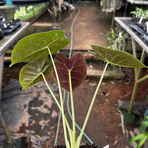 Alocasia Manto Morado