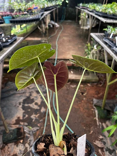 Alocasia Manto Morado en Tres Valles, Veracruz