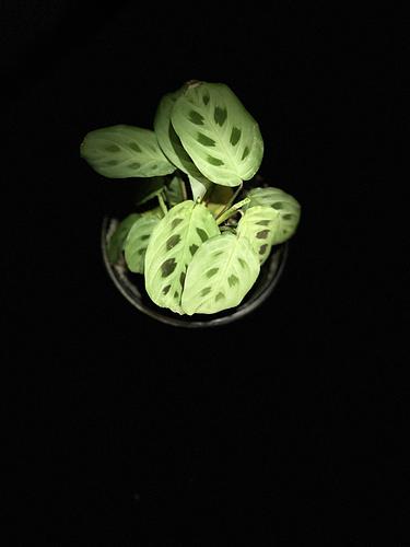 Calatea Maranta Sapito en Guadalupe, Nuevo León