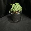 Calatea Maranta Sapito