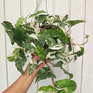 Syngonium Podophyllum Variegada