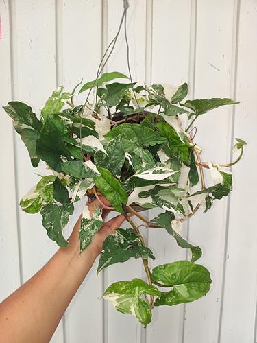 Syngonium Podophyllum Variegada en Berriozábal, Chiapas