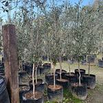 Encino Siempre Verde