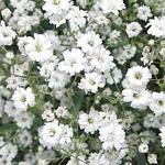Semillas de Flor de Nube Blanca kg