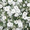 Semilla de Nube Blanca kg