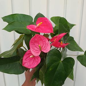 Anturio Rosa