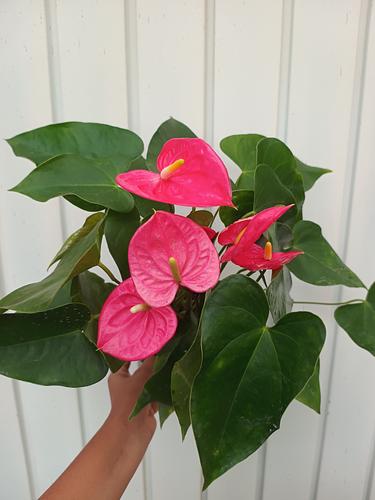 Anturio Rosa en Berriozábal, Chiapas