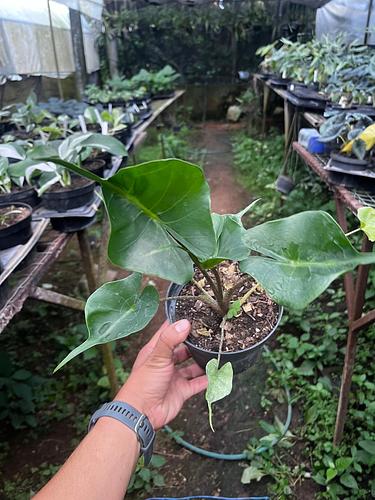 Alocasia Mantarraya en Tres Valles, Veracruz