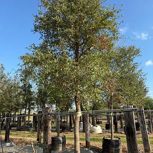 Encino Siempre Verde