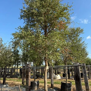 Encino Siempre Verde