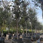 Encino Siempre Verde