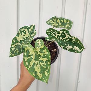 Alocasia Hilo Beauty