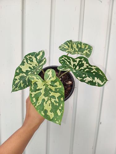 Alocasia Hilo Beauty en Berriozábal, Chiapas