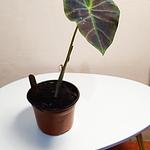 Colocasia Midnight Bride