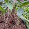 Alocasias