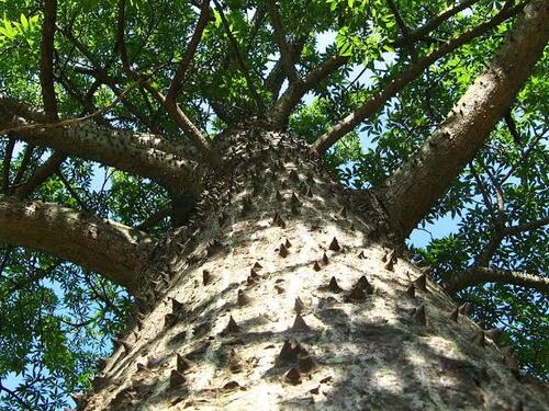 Ceiba en Cuautla, Morelos