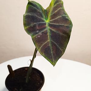 Colocasia Midnight Bride