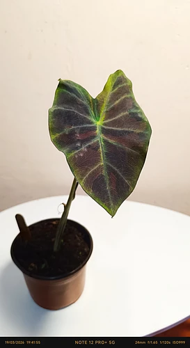 Colocasia Midnight Bride en Tehuacán, Puebla