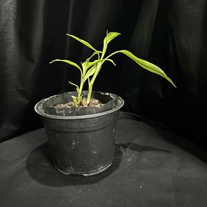 Bambú Verde