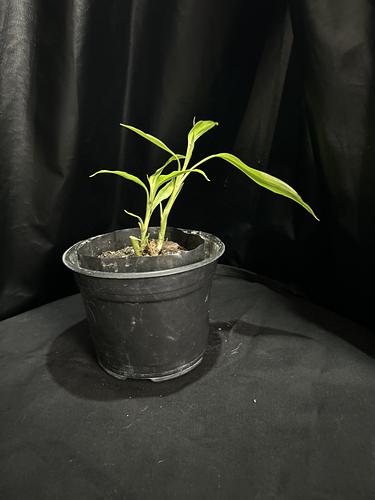 Bambú Verde en Guadalupe, Nuevo León
