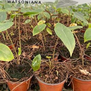 Alocasia Watsoniana