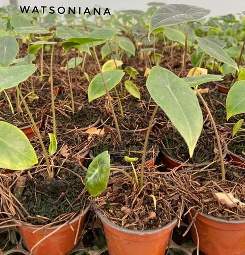 Alocasia Watsoniana en Jiutepec, Morelos