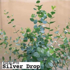 Semillas Eucalipto Silver Drop