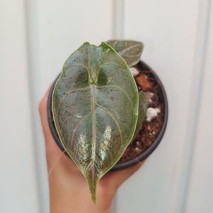 Alocasia Azlanii