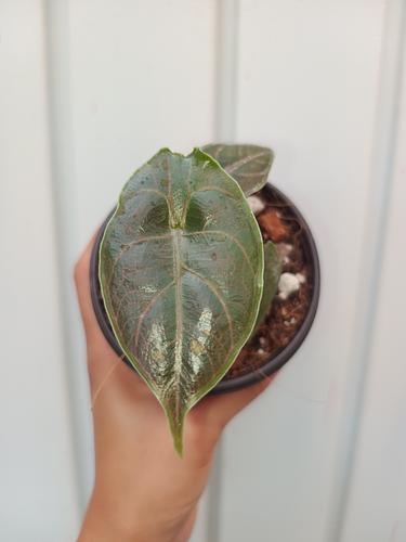 Alocasia Azlanii en Berriozábal, Chiapas