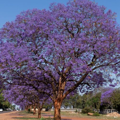 Árbol de Jacaranda en Allende, Nuevo León