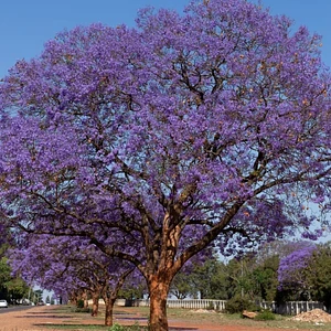 Árbol de Jacaranda