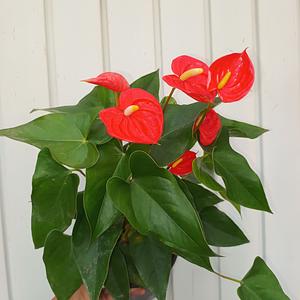 Anturio Naranja