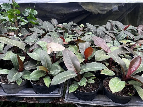 Filo Cardenal Negro en Tres Valles, Veracruz