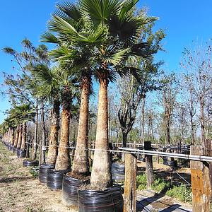 Palma Washingtonia