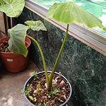 Colocasia Yellow Widow