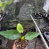 Alocasia Oreja de Elefante