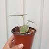 Alocasia Azlanii
